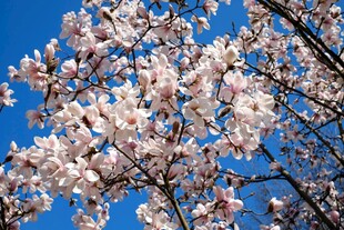 蓝天映衬下的烂漫樱花