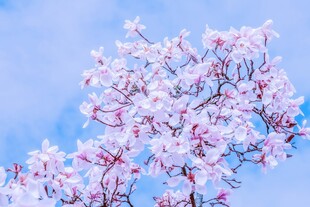 蓝天映衬下的烂漫玉兰花