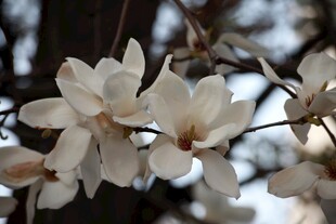 玉兰花枝绽放