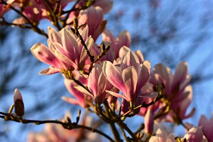 玉兰花绽放枝头