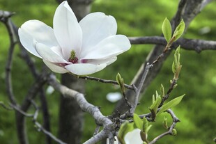 洁白玉兰花绽放枝头