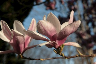 玉兰花绽放枝头