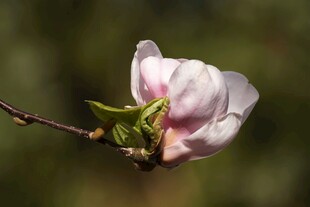 绽放的玉兰花