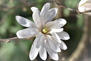 洁白玉兰花绽放枝头