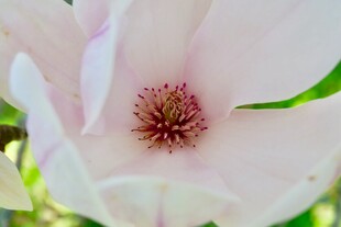娇艳玉兰花特写