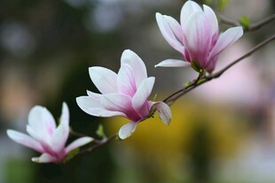 玉兰花枝绽放
