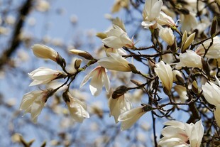 玉兰花枝俏
