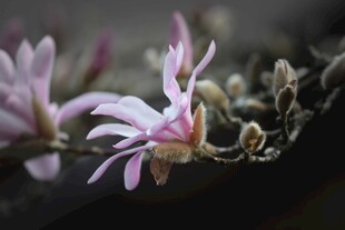 绽放的粉色花卉特写