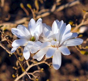 洁白玉兰花绽放枝头