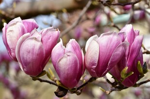 玉兰花枝绽放