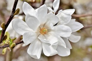 洁白玉兰花绽放枝头