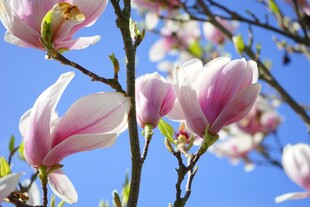 春日玉兰花绽放枝头