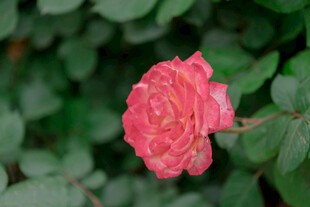 娇艳粉色月季花
