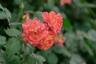 娇艳橙红色月季花