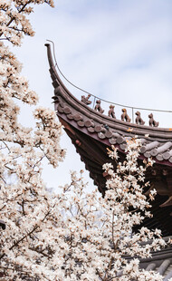 樱花烂漫中的古典建筑