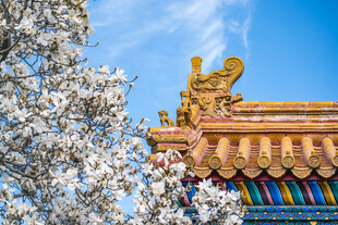 雪后古建筑屋檐与繁花