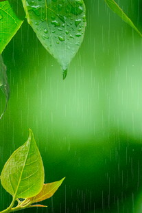 雨中嫩叶清新自然之景