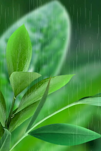 雨中嫩绿叶片特写