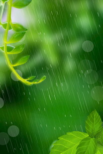 雨中嫩绿枝叶