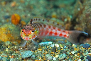 红斑小鱼 海底 微观 生物