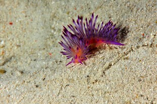 海葵 沙滩 海洋生物 紫色