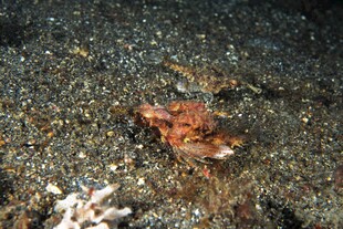 海底 螃蟹 红色 海洋生物