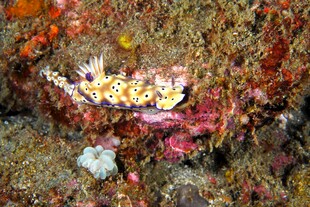 海底 珊瑚 小鱼 海洋 生物
