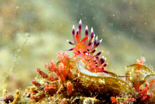 海蛞蝓 海底 海洋生物