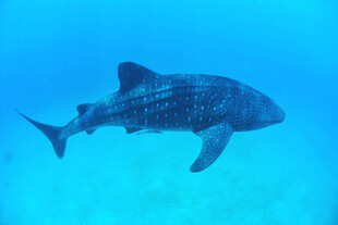 鲨鱼 深海 海洋 生物 游动 
