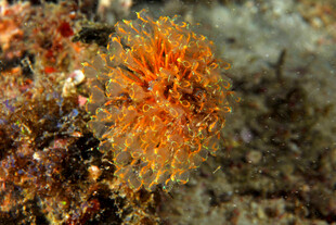 海葵 海洋生物 特写 橙色 