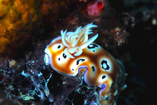 海蛞蝓 海洋生物 海底 