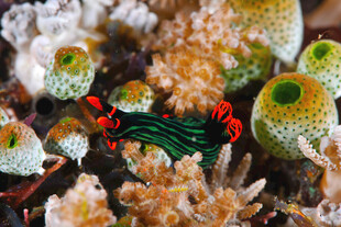 珊瑚 小虾 海底 海洋生物 礁