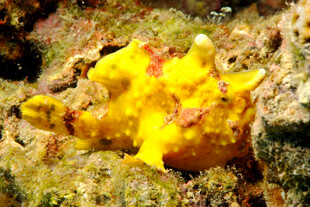 海蛞蝓 黄色 海洋生物