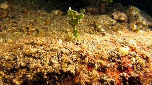 深海 生物 珊瑚