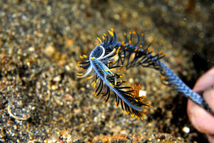 深海生物
