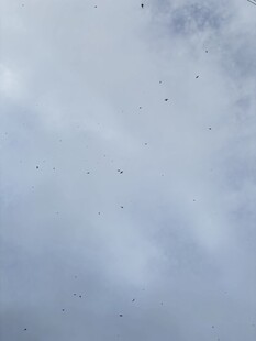白云 飞鸟