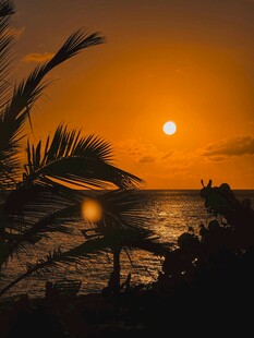 夕阳下的海滨椰树美景