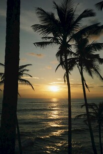 夕阳下的椰林与海面美景