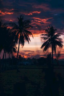 夕阳下的椰林美景
