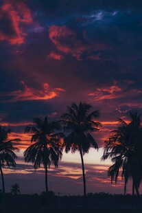 夕阳下的椰树剪影美景