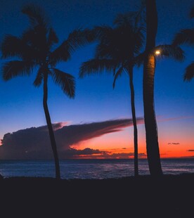 海边椰树夕阳美景