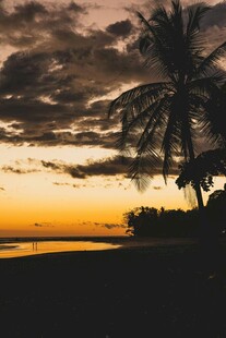 夕阳下的海边椰树美景