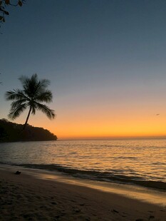夕阳下的海边椰树美景