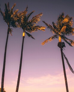 夕阳下的挺拔棕榈树