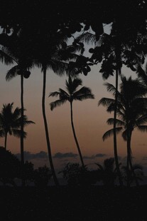 黄昏下的椰林剪影