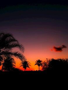 夕阳下的棕榈树剪影