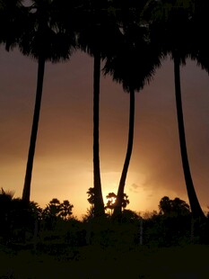夕阳下的棕榈树剪影