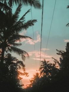 夕阳下的椰树与电线景观