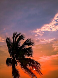 夕阳下的孤独棕榈树