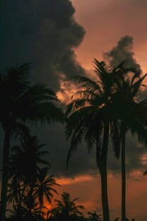 夕阳下的棕榈树剪影